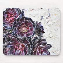 Aeonium Flower On Dry Rocks Mousepads