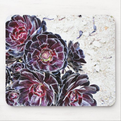 Aeonium Flower On Dry Rocks Mousepads