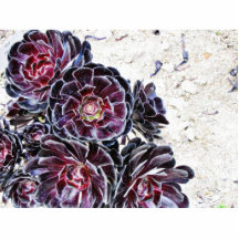 Aeonium Flower On Dry Rocks Photo Cutout
