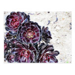 Aeonium Flower On Dry Rocks Postcard