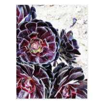 Aeonium Flower On Dry Rocks Postcard