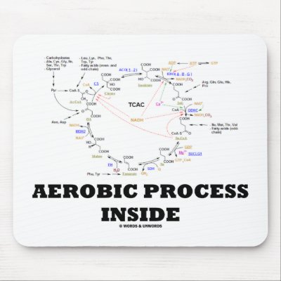Aerobic Process Inside (Krebs Cycle) by wordsunwords
