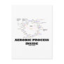 Aerobic Process Inside (Krebs Cycle)