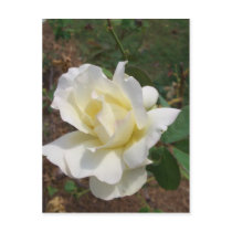 Aerodynamic White Rose - CricketDiane Art Products