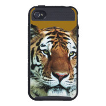 AFFAIRE D'OR 2 DE TIGRE
