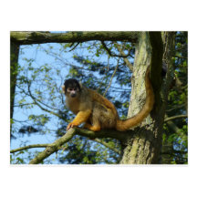 Affe auf dem Baum Postkarten
