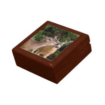Affectionate Deer Bucks Jewelry Box