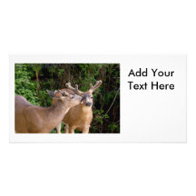 Affectionate Deer Bucks Photo Card