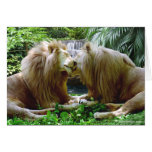 Affectionate Lions Greeting Card