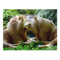 Affectionate Lions postcards