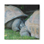 Affectionate Tortoises Refrigerator Magnet