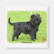 Affenpinscher 9R095D-093 Magnets