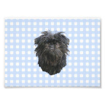 Affenpinscher on Blue Gingham Photo