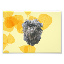 Affenpinscher on Gold Leaves Photograph