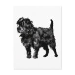 Affenpinscher Postcard