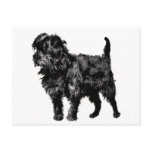 Affenpinscher Postcards