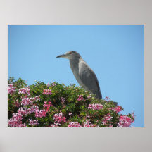 Affiche 12 d'oiseau