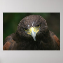Affiche 13 d'oiseau