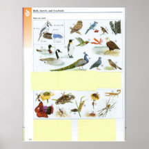 Affiche 15 d'oiseau