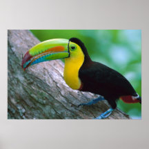 Affiche 16 d'oiseau