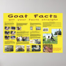Affiche 1 de faits de chèvre