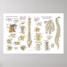 Affiche 24" spinale et de vertèbres d'anatomie X 3