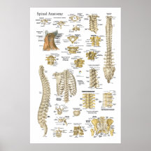 Affiche 24" spinale et de vertèbres d'anatomie X 3