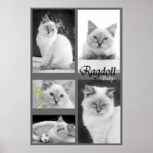affiche 2 de bébé de ragdoll