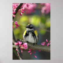 Affiche 5 d'oiseau