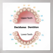 Affiche à feuilles caduques de dentition (dents de