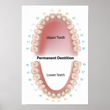 Affiche adulte de dentition de dents permanentes
