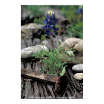 Affiche/Bluebonnet de Texas affiches