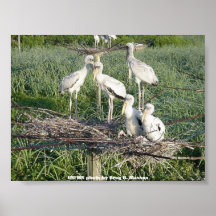 Affiche/cigognes en bois sur le nid