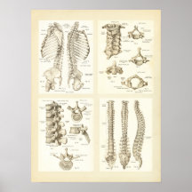 Affiche d'anatomie d'épine et de vertèbres