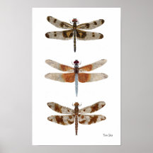 Affiche d'art de 3 espèces de libellule