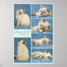 Affiche de bébé de Ragdoll