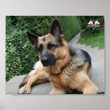 Affiche de berger allemand