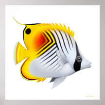 Affiche de Butterflyfish de Threadfin d'Auriga