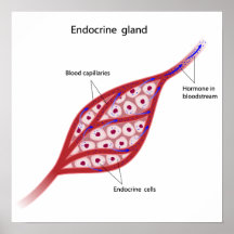 Affiche de cellules de glande endocrine