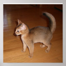 Affiche de chat