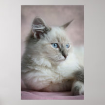 affiche de chaton