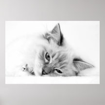affiche de chaton