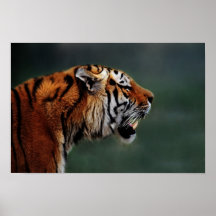 Affiche de crocs de tigres