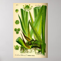 Affiche de drapeau doux de calamus d'Acorus