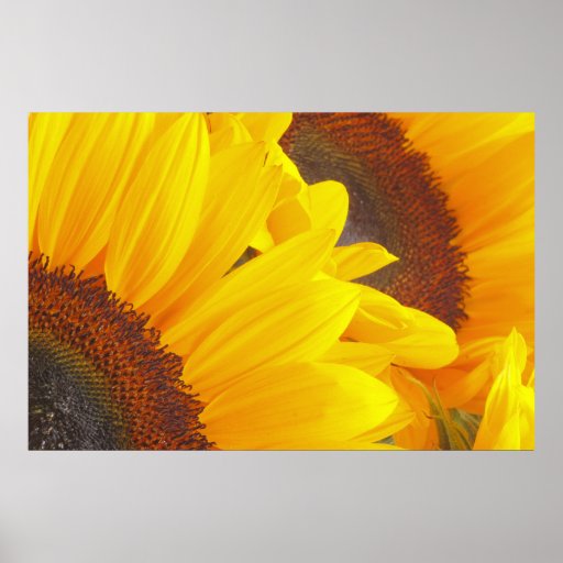 Affiche de duo de tournesol