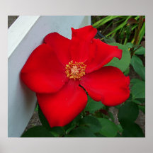 affiche de fleur