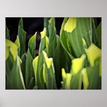 Affiche de Hosta