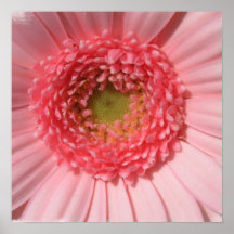 Affiche de marguerite de rose en pastel