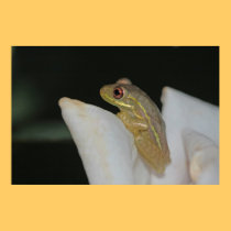 Affiche de nature de grenouille d'arbre affiches