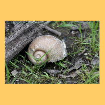 Affiche de nature de Shell de rivière affiches